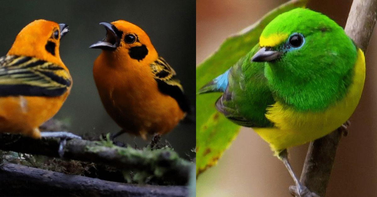 aves