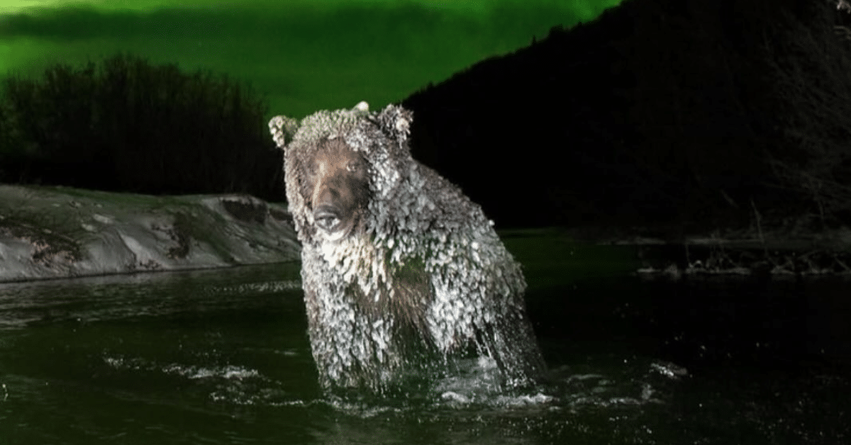 oso