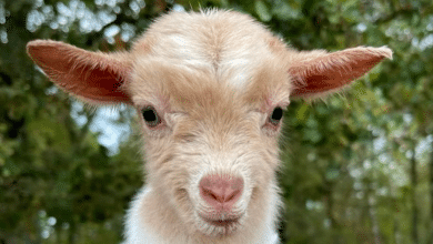 cabras