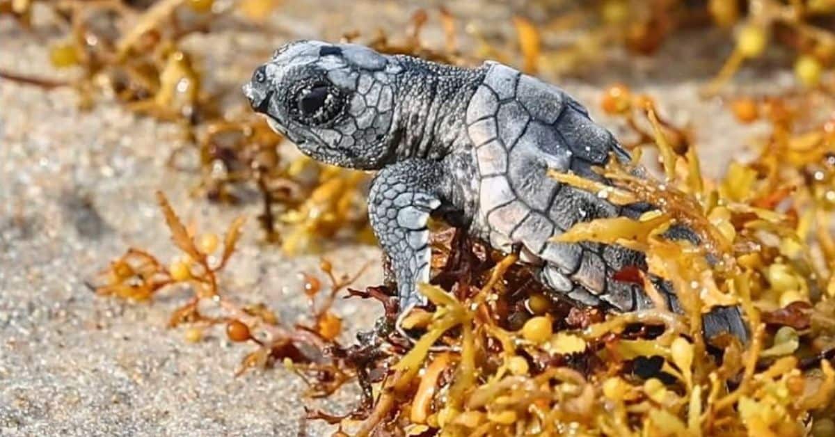 tortuga
