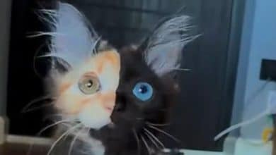 gato