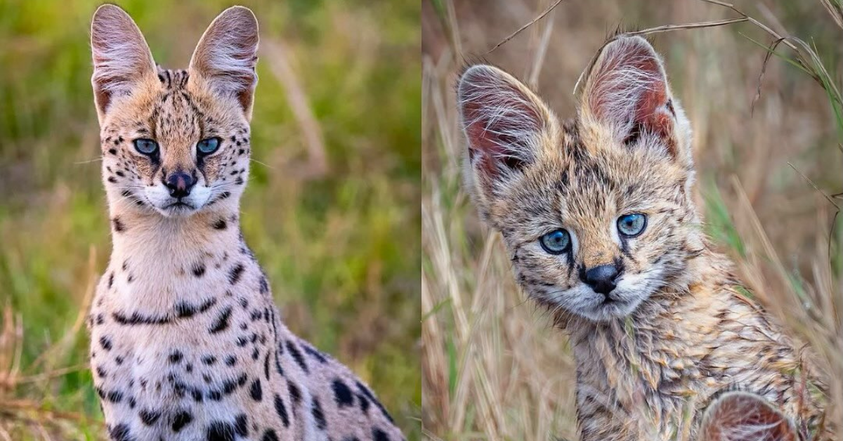 felino