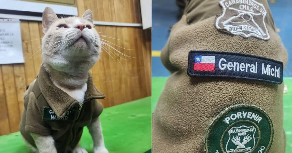 gato
