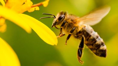 abeja