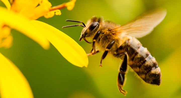abeja