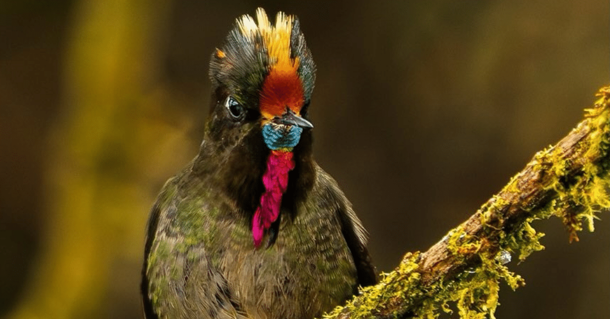 colibrí