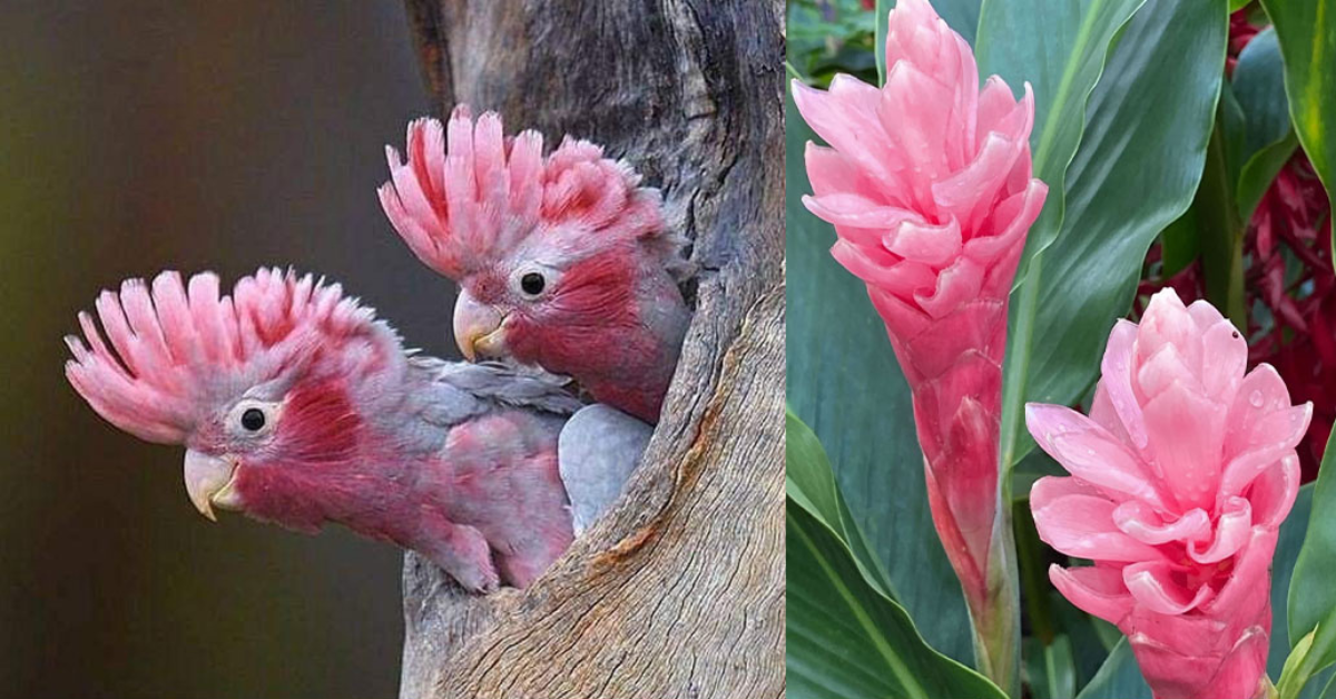 similitudes