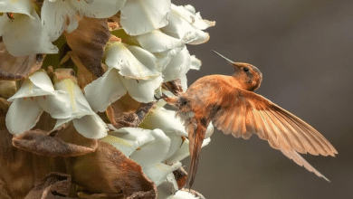 colibrí
