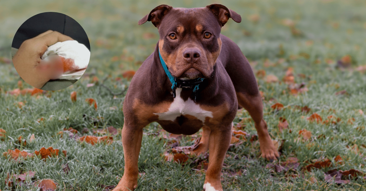 pitbull