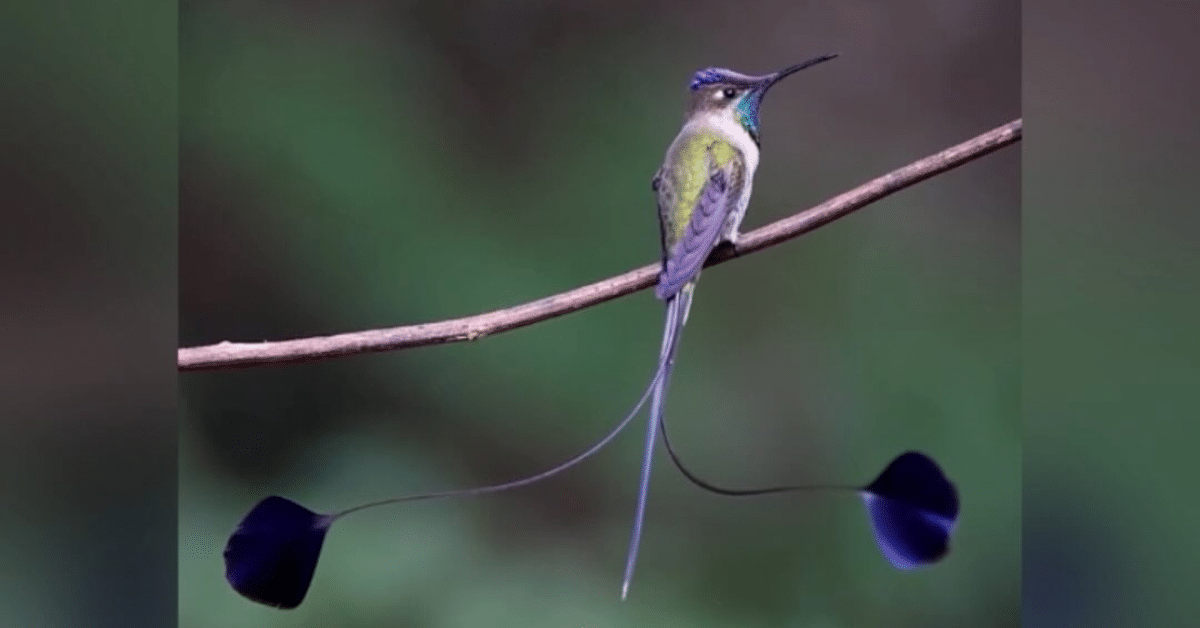 colibríes
