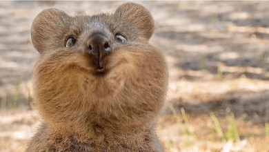 quokkas