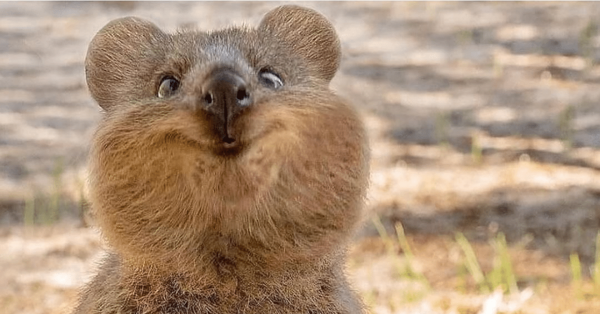 quokkas