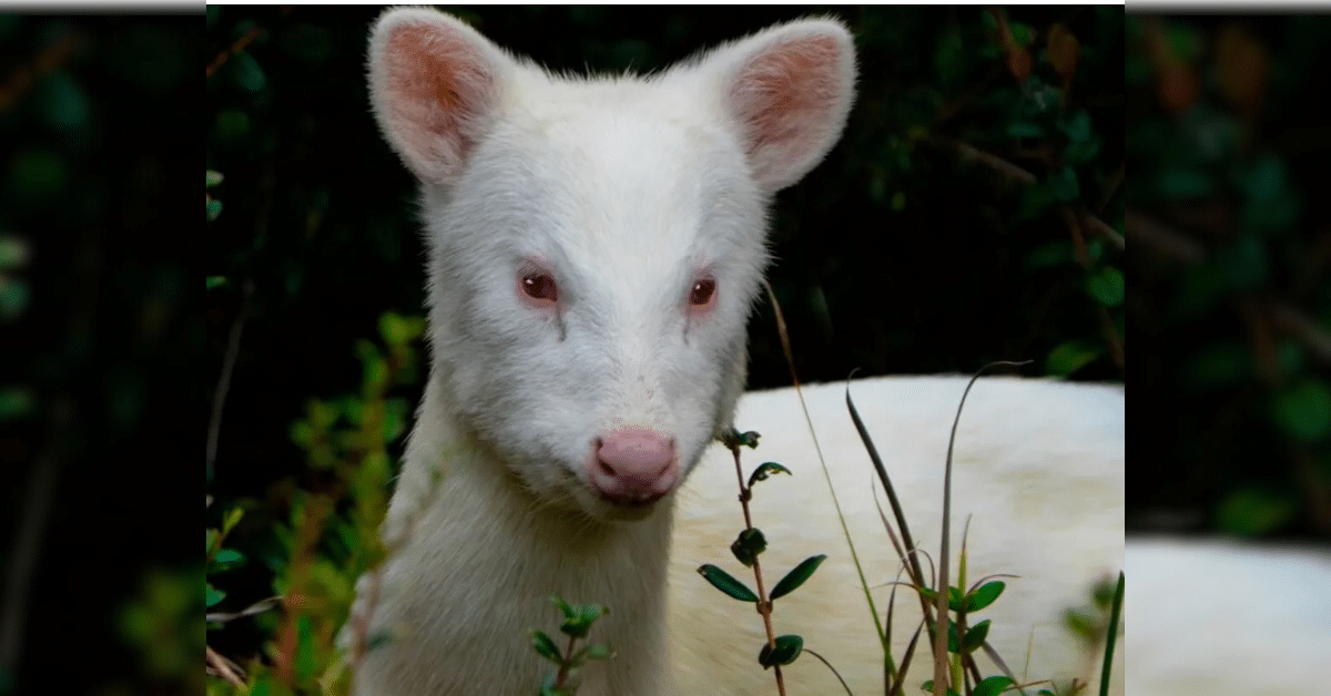 pudú albino