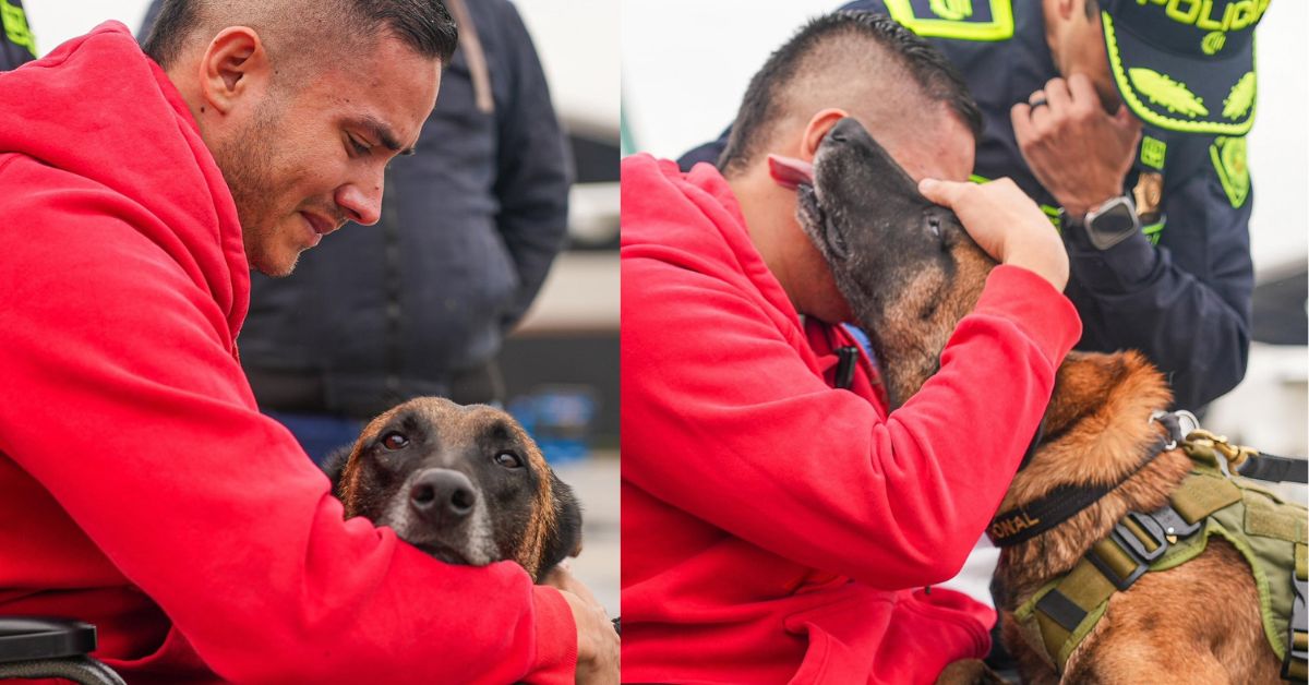 Patrullero Herrera se reencuentra con su perro Telmo tras atentado en  Antioquia - Chicanoticias Noticias Líder en Montería, Córdoba y Colombia