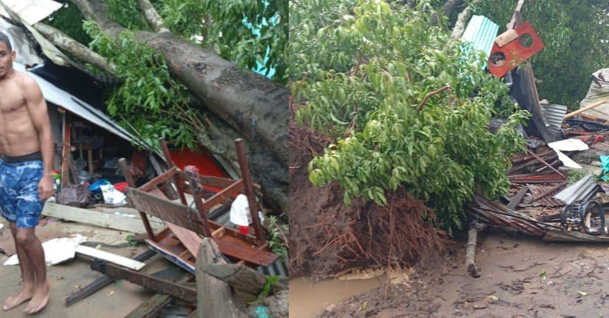 árbol