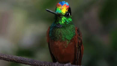 colibrí