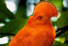 selva