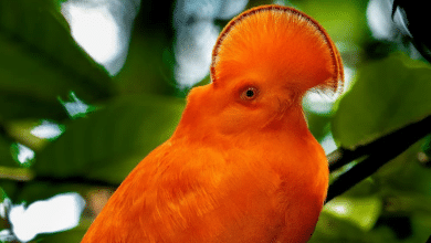 selva