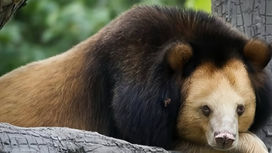 oso