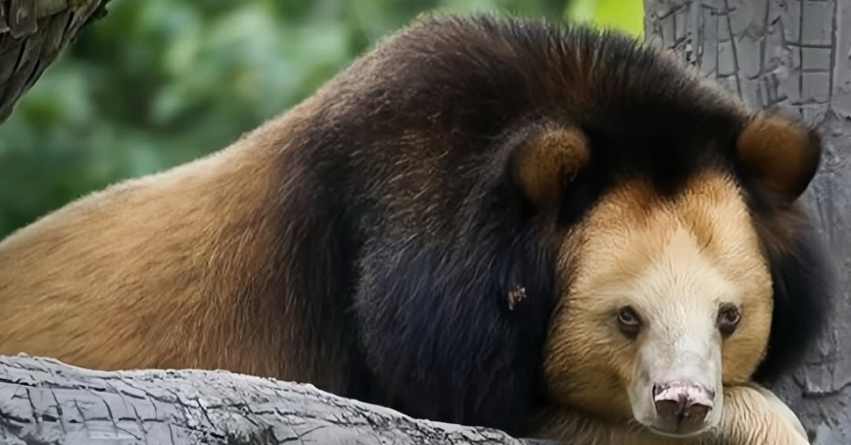 oso