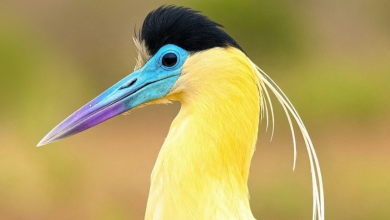 garza