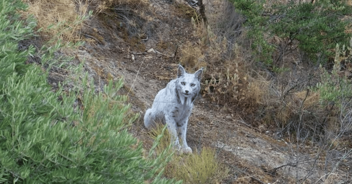 lince