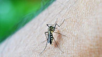 Córdoba entre los departamentos con más casos de dengue en Colombia