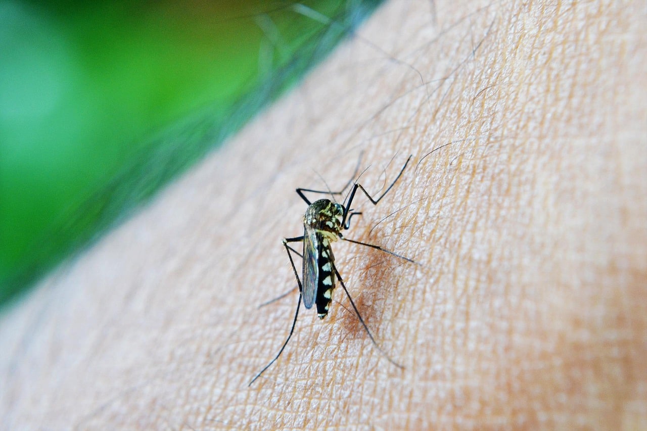 Córdoba entre los departamentos con más casos de dengue en Colombia