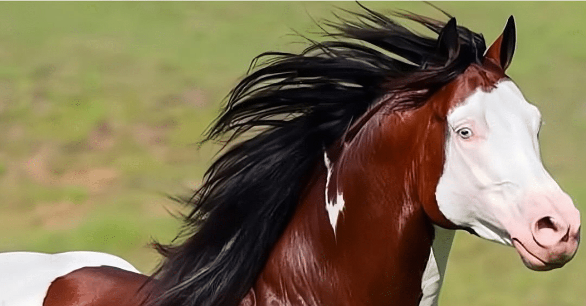 caballo