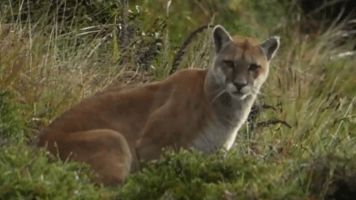 puma