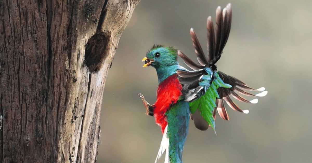 quetzal