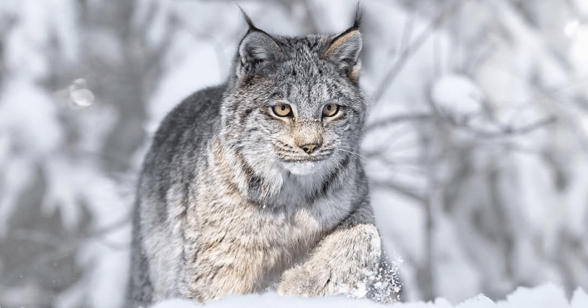 lince