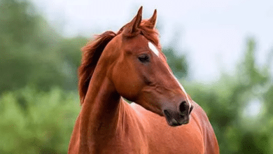 caballo