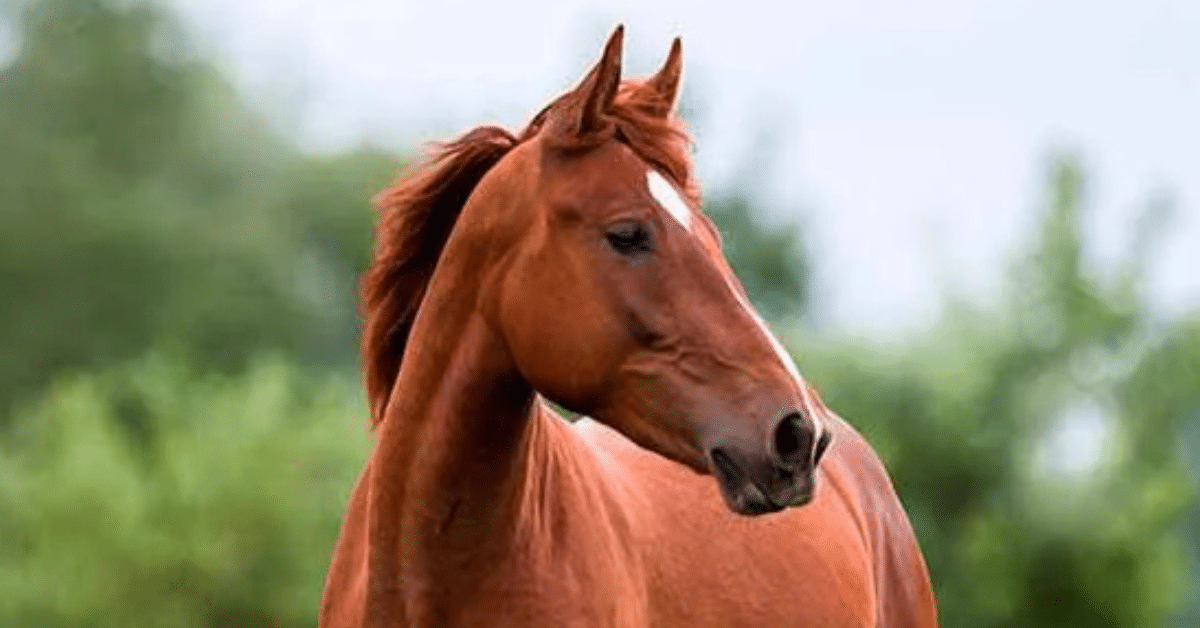 caballo