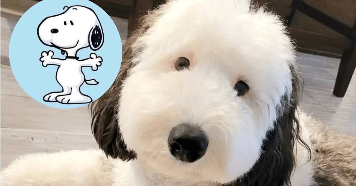 perro