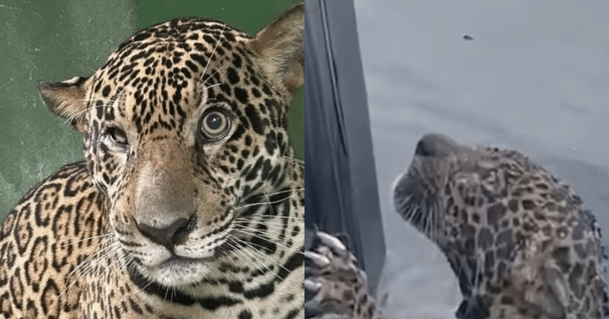 jaguar