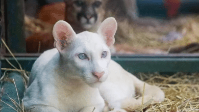 puma