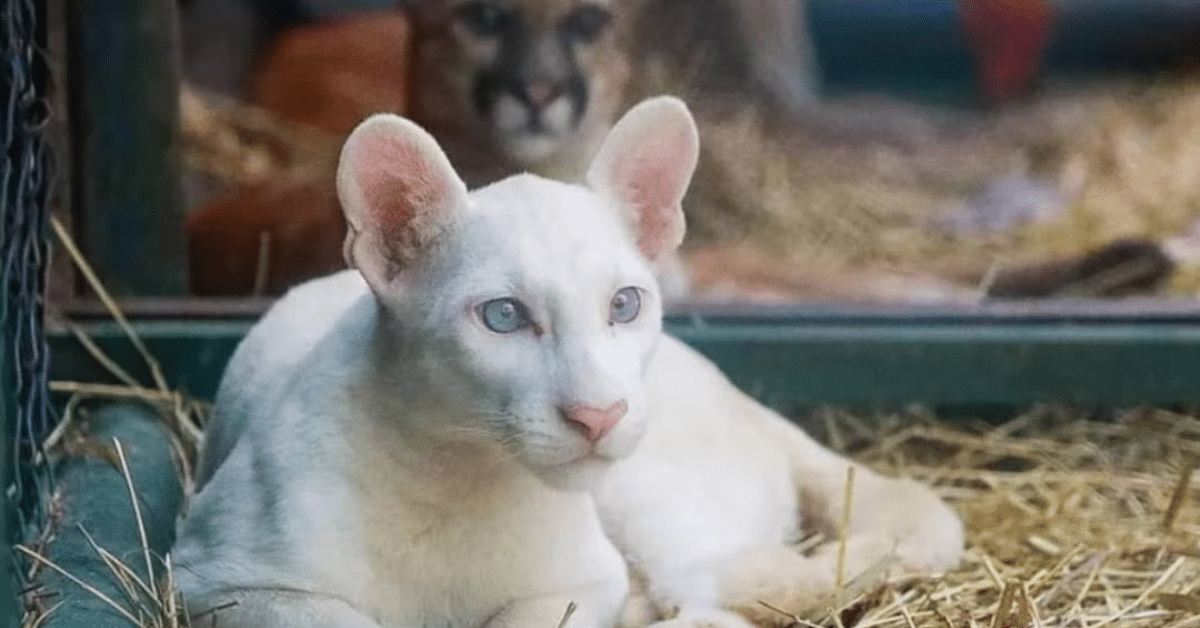 puma