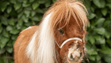 caballo