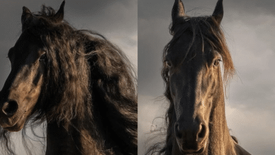 caballo
