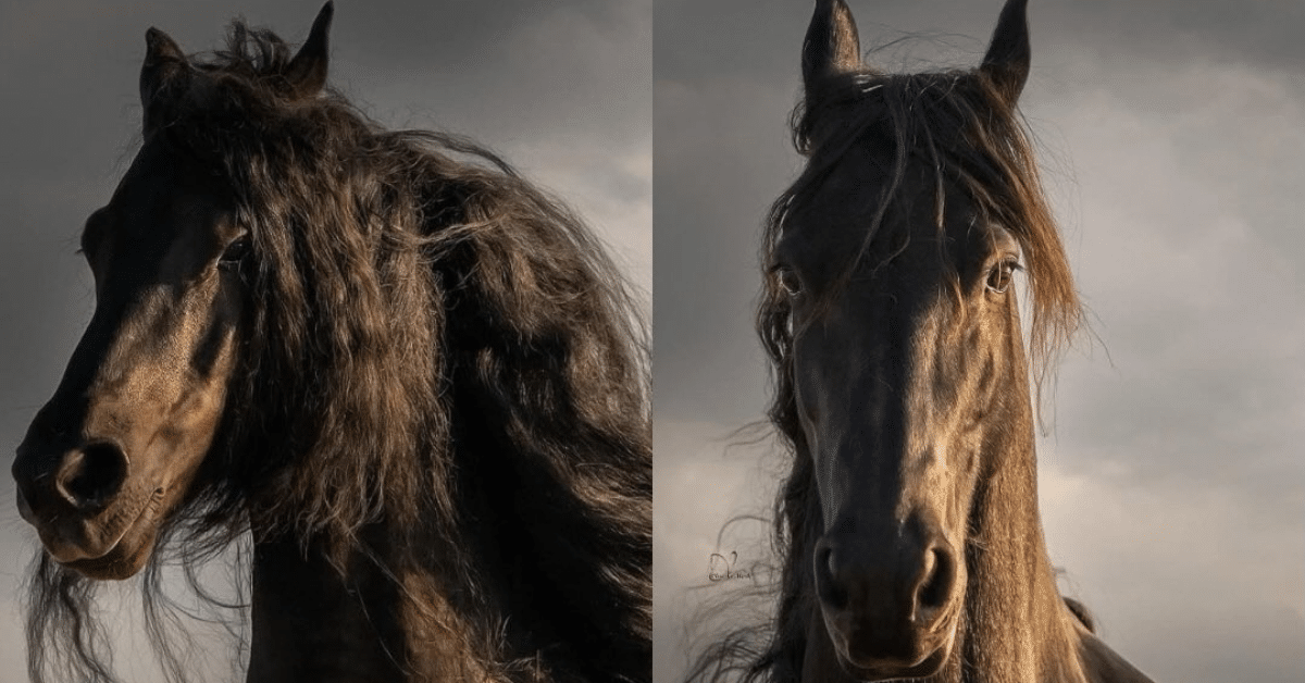 caballo