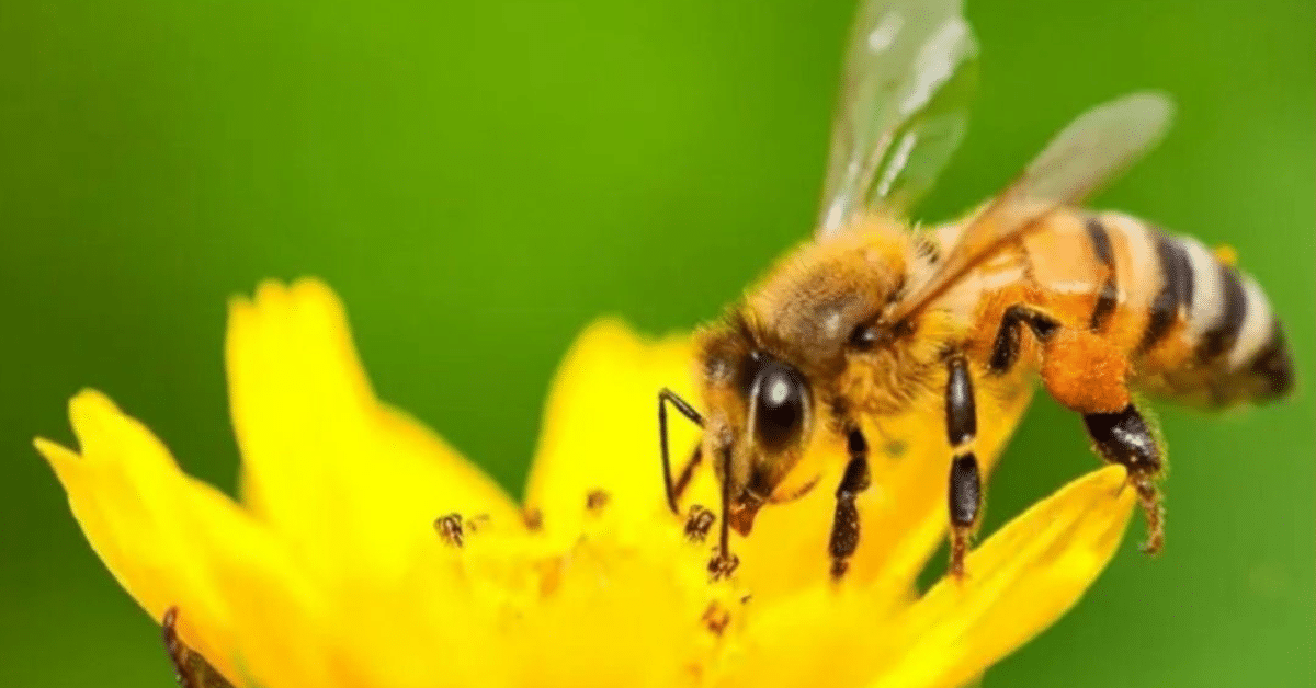 abejas