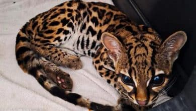 leopardo