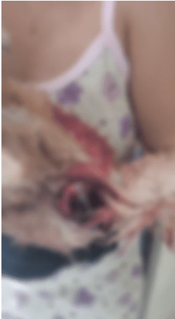 perro