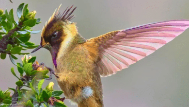 colibrí
