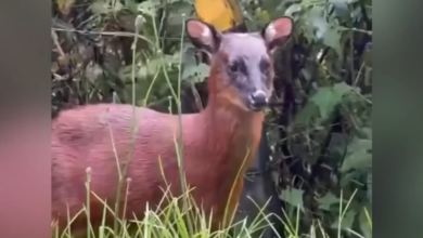 venado