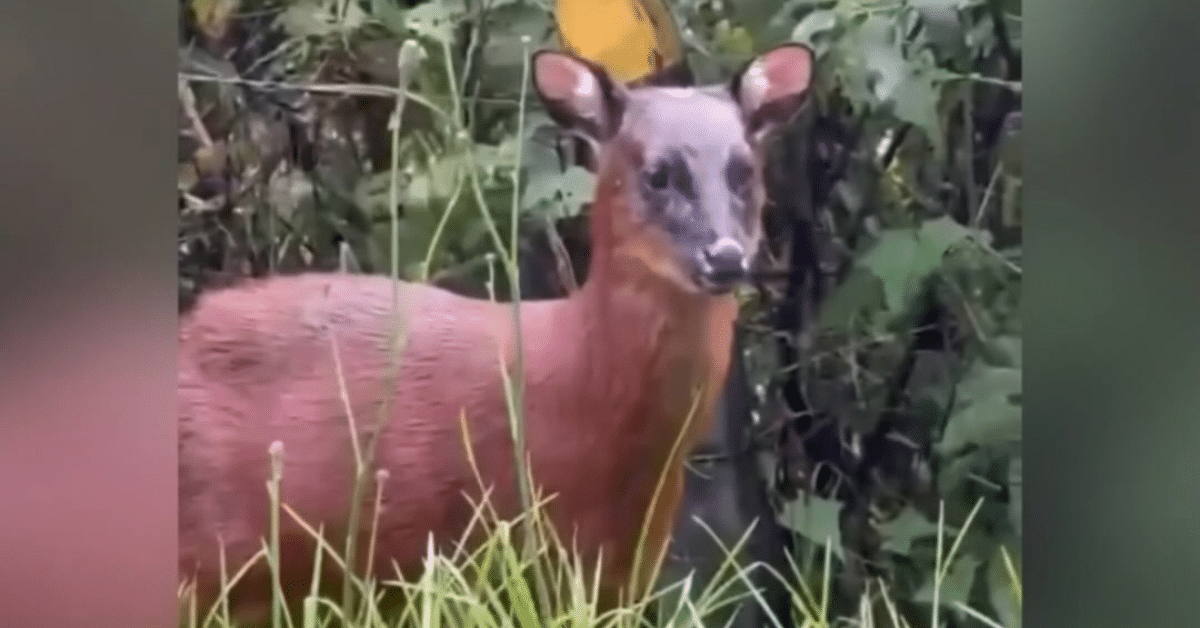 venado