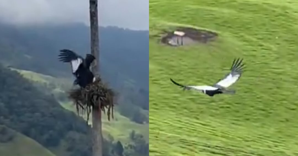 cóndor