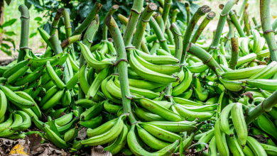 plátano