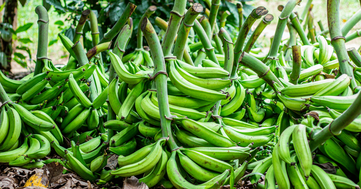 plátano